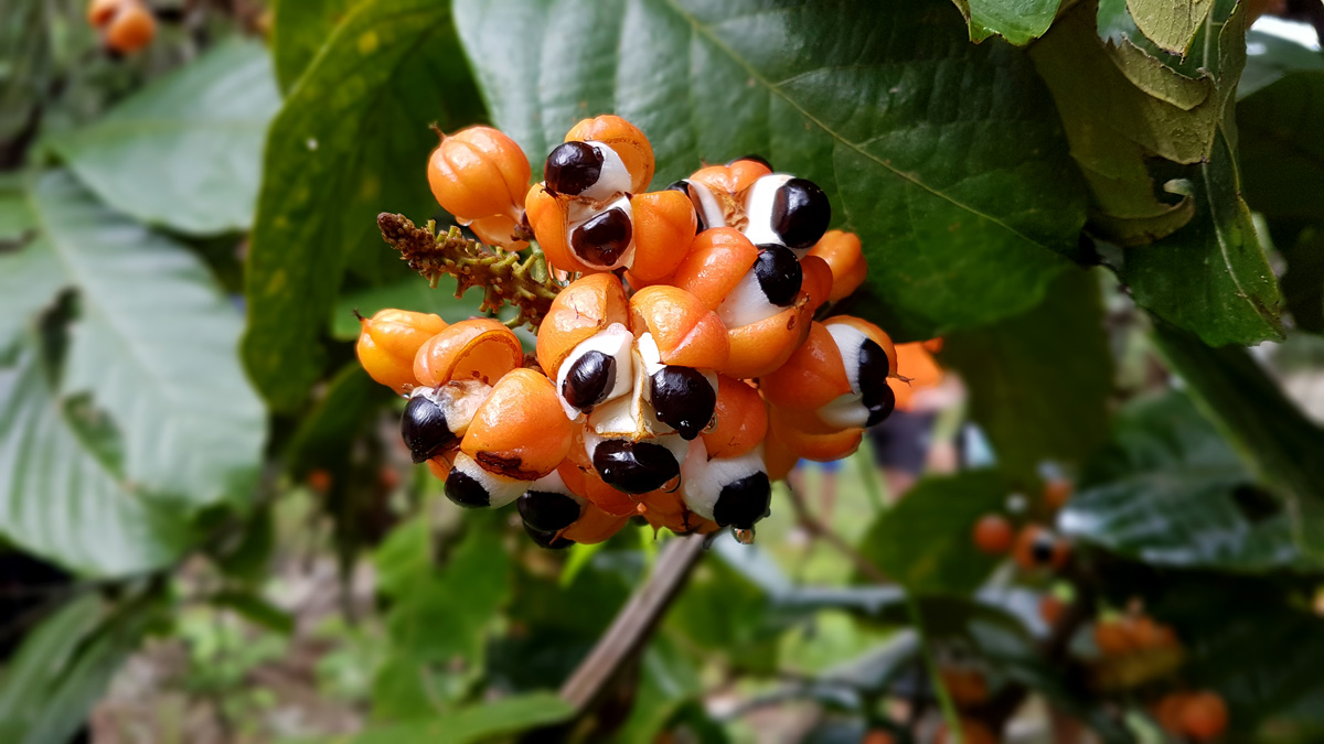 O Guaraná, Maués e as histórias em meio a Amazônia